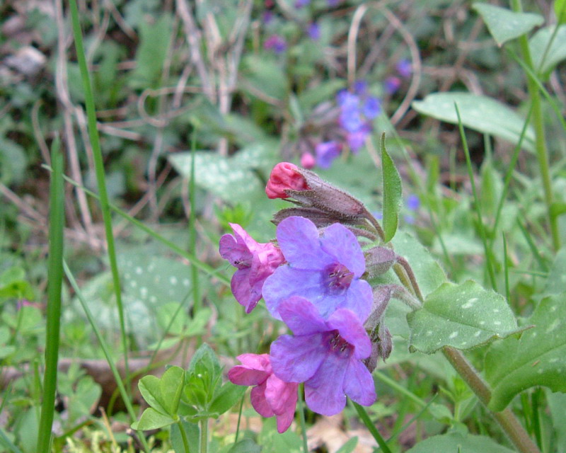 Pulmonaria officinalis / Polmonaria maggiore
